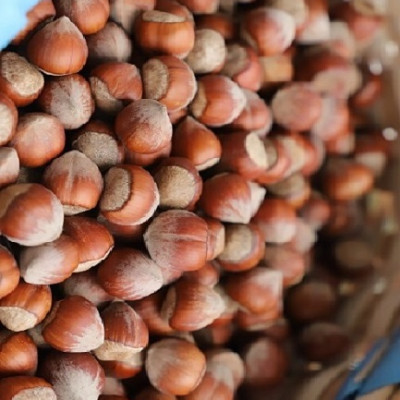 Mak Nuts Kabuklu Fındık 1000 Gr